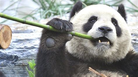 Other mammals lose out in panda conservation drive - BBC News