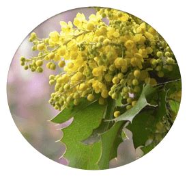 Mahonia nervosa