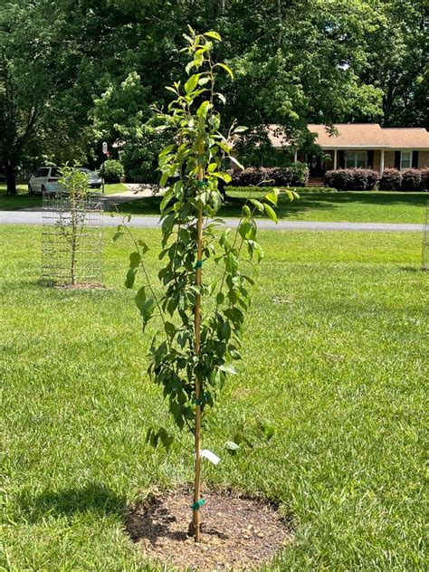 Burgundy Plum Trees for Sale – FastGrowingTrees.com