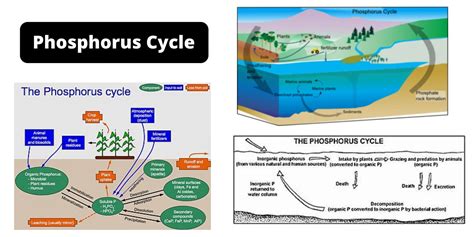 Environmental Microbiology - Biology Notes Online