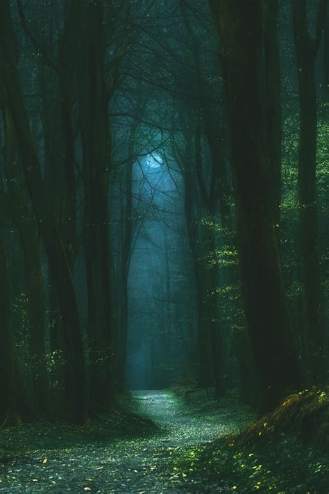Thegirlfairytalesforgot: Photo | Forest photography, Dark forest aesthetic, Mystical forest