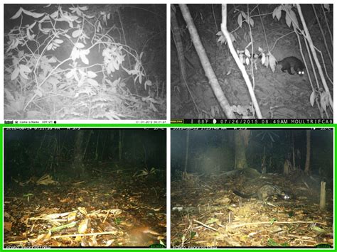 3: Example photographs showing camera trap setup with too much ...