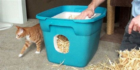 How To Build A Feral Cat Shelter - Cole & Marmalade