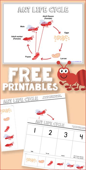 Ant Life Cycle Printables - 1+1+1=1