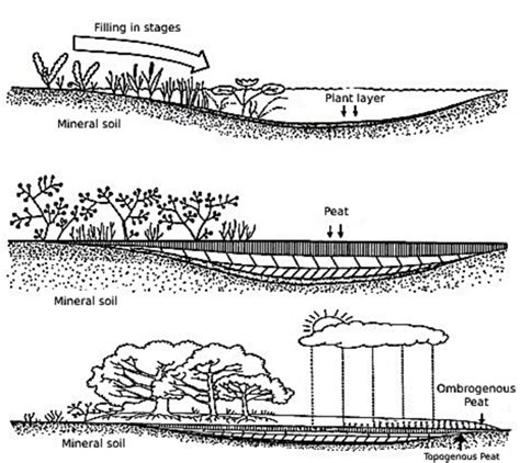 Peat formation process in wetland basin area: a. Filling of shallow... | Download Scientific Diagram