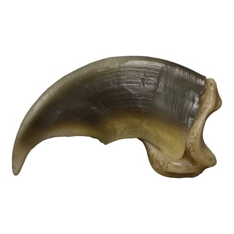 Replica Polar Bear Claw For Sale – Skulls Unlimited International, Inc.