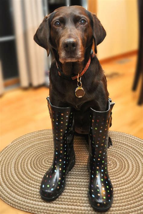 #Photography Dog in Boots | Dogs, I love dogs, Cute funny animals