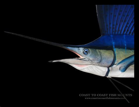 Sailfish Fish Mounts & Replicas by Coast-to-Coast Fish Mounts