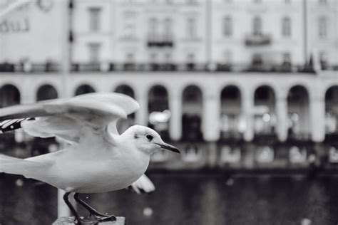 Seagull black and white | Free Stock Image - Barnimages