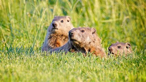 10 Important Difference Between Gopher and Groundhog (with Table) - Core Differences