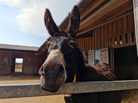 The Donkey Sanctuary (@DonkeySanctuary) / Twitter