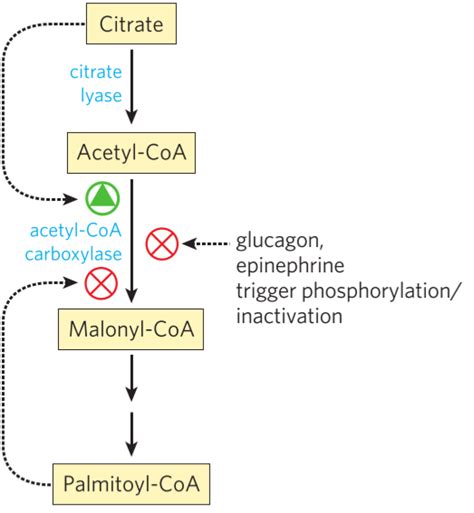 6. Fatty acid synthesis (with elongation and desaturation) – greek.doctor