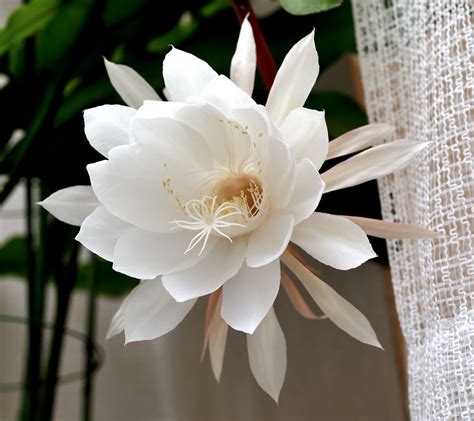 10 Different Night Blooming Cereus