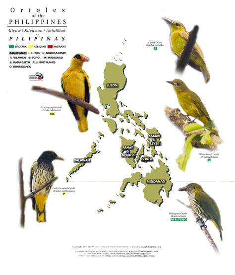 oriole | | :: Birding Adventure Philippines | Guided birdwatching tours ...