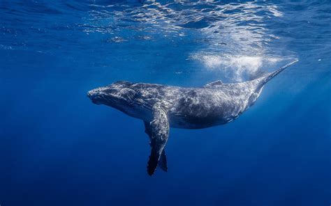 Humpback Whale Wallpapers - Wallpaper Cave