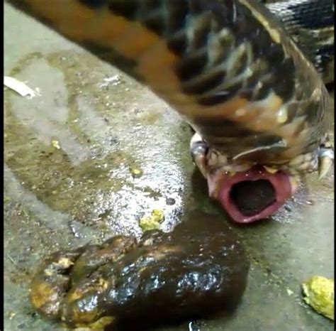 What Does Snake Poop Look Like? | Pestclue