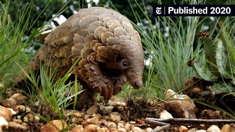 Pangolin Pet