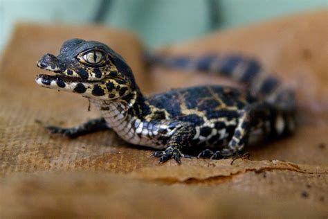 Yacare Caiman - Connecticut's Beardsley Zoo