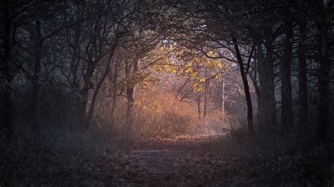 2560x1440 Trees Branch Pathway Dark Autumn Forest Backlit 1440P ...