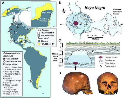 Late Pleistocene Human Skeleton and mtDNA Link Paleoamericans and Modern Native Americans | Science