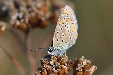 2266 Butterfly - Adonis blue by RealMantis on DeviantArt