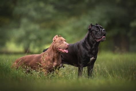 Cane Corso Vs. Pitbull: Which One Is The Best Dog For You?