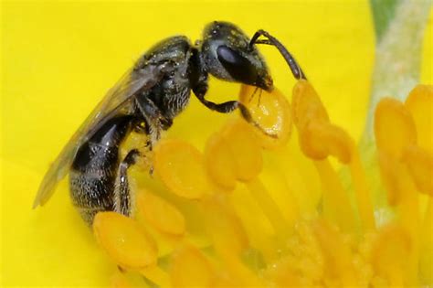 Who’s that “little black bee”? | Wild Pollinator Partners