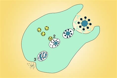Phagocytosis: Definition, Steps, Types And A Simple Explanation