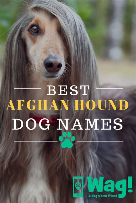 Afghan Hound Dog Names - Wag! | Dog names, Hound dog names, Afghan hound