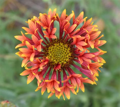 Flower Gaillardia Red - Free photo on Pixabay - Pixabay