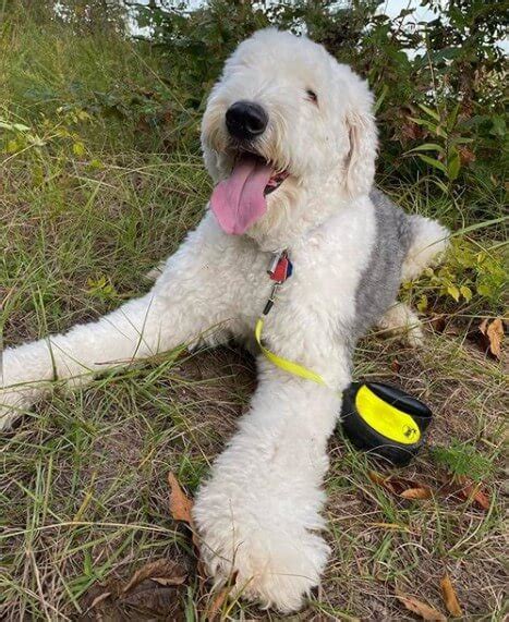 260+ Of Ideal Old English Sheepdog Names - The Dogman