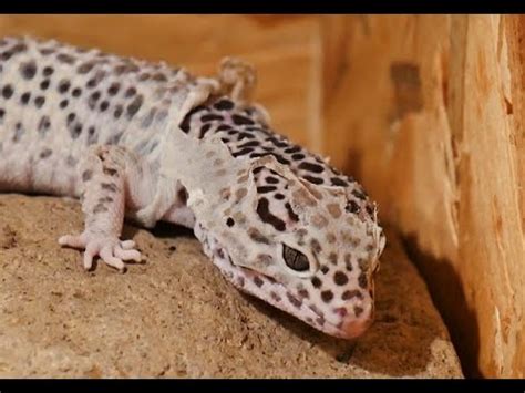 Leopard Gecko Shedding Full Video - YouTube