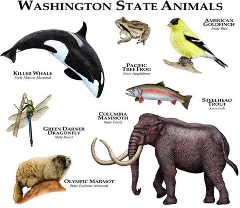 Washington State Animals Poster Print | Etsy | Animal posters, Animals ...