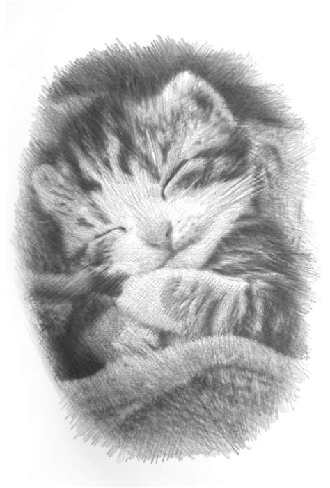 Pencil Drawing Of Cat In Loving Memory Pencil Sketch - vrogue.co