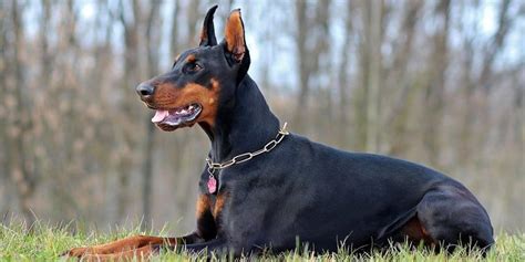 Most Aggressive Dog Breeds to Keep an Eye On - PetsGuided