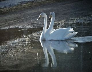 Swans in shadows | Swans are in shadows of forest late in th… | Flickr