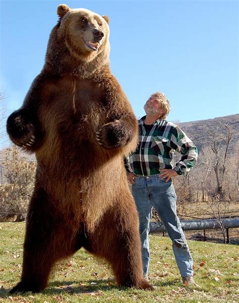 Grizzly Fight... for real, 2 Grizzly Bears fighting it out - Pelican Parts Forums