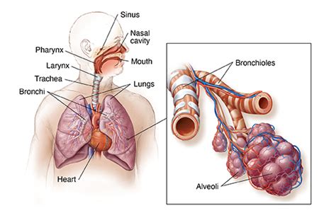 Anatomy of the Respiratory System | University Hospitals