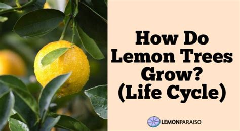 Lemon Tree Growth Stages: (How Do Lemon Trees Grow?) – Lemon Paraiso