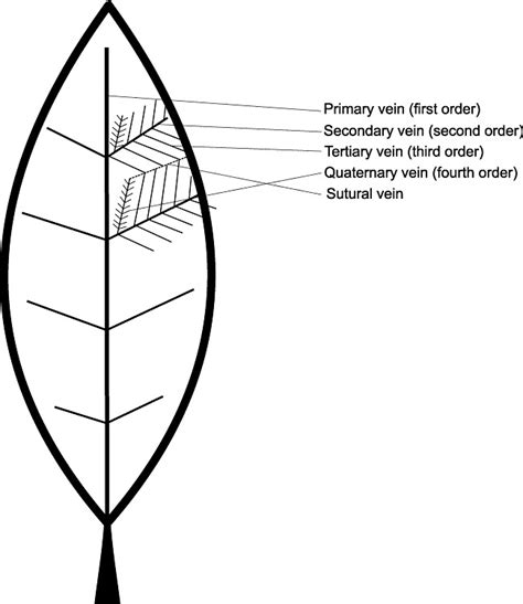 Schematic representation of a leaf with pinnate venation with orders of... | Download Scientific ...