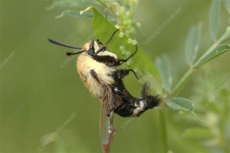 Hummingbird Moth laying eggs - Stock Image - F031/3170 - Science Photo ...