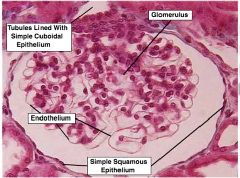 Simple Squamous Epithelial Tissue Kidney