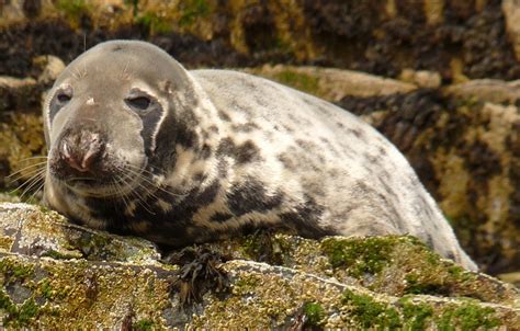 Robert Chapman's Wildlife Photography: Farne Islands - Grey Seals