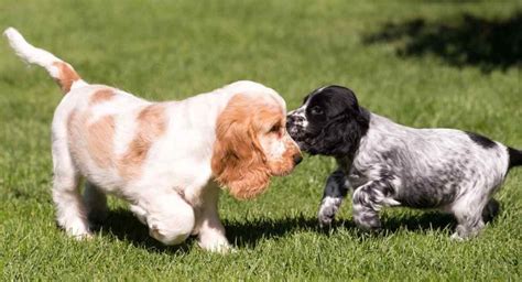 English Cocker Spaniel Colors - Do You Know All The Variations Of This Popular Breed?