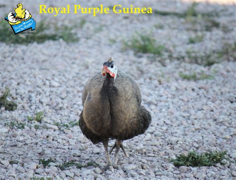 Royal Purple Guinea Fowl for Sale | Cackle Hatchery