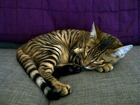 Pictures of Toyger Cat Breed | Toyger cat, Cat breeds, Pretty cats