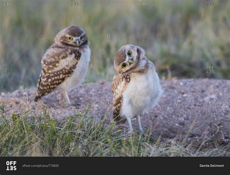 USA, Wyoming, Sublette County. Two young Burrowing owls stand at the ...