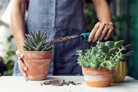 The Quick and Easy Guide to Repotting Succulents | Shop Succulents