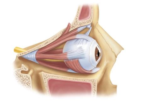 Extrinsic eye muscles Diagram | Quizlet