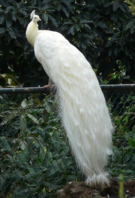 Indah dan Menakjubkannya Burung Merak Putih (Foto Galeri)